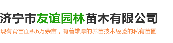 濟(jì)寧市友誼園林苗木有限公司<br>