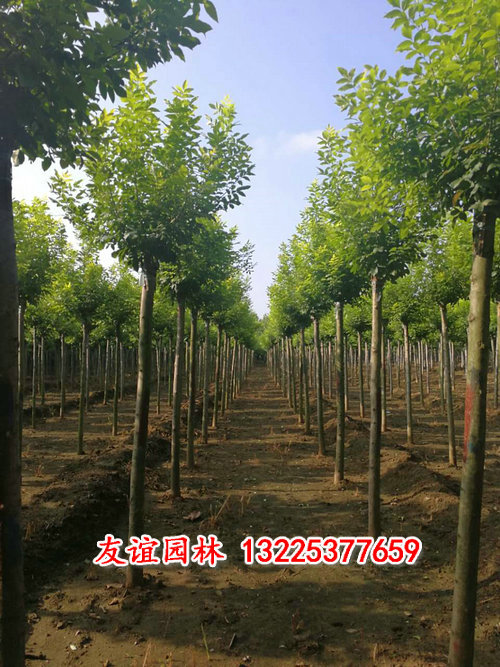 金葉白臘