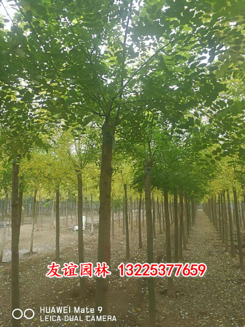 金葉槐2.jpg