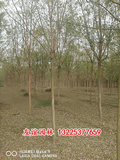 國槐4.jpg